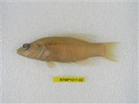 藏品(日本鱠)的圖片